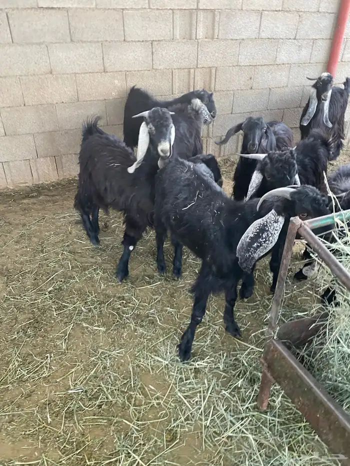 تيوس مخاصي للبيع 2