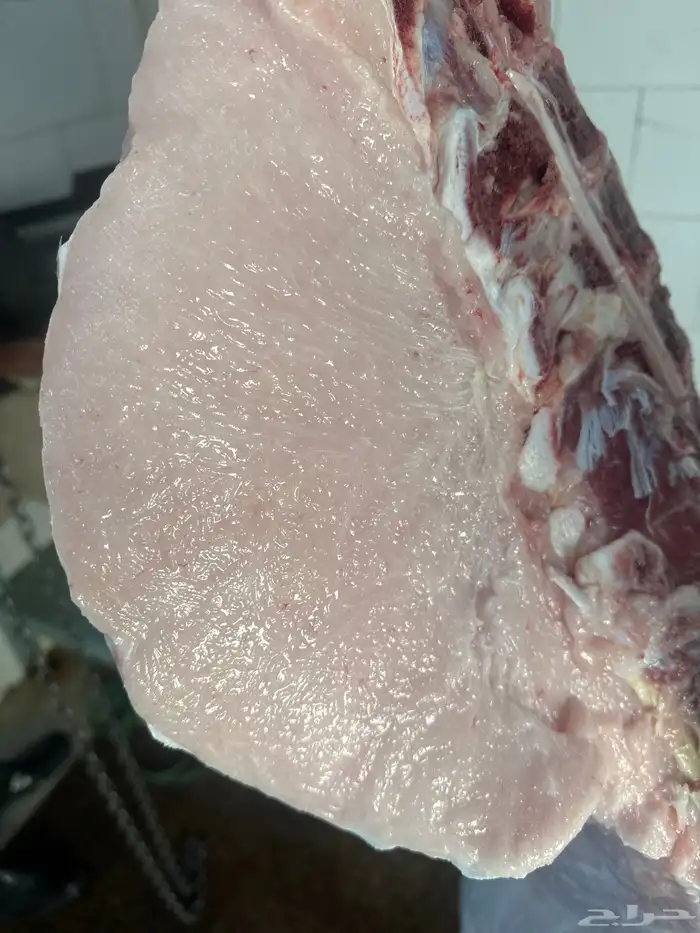 حاشي بلدي لباني مشروط عمره(6)اشهر مسحوب من أمه امس والحم تح 3