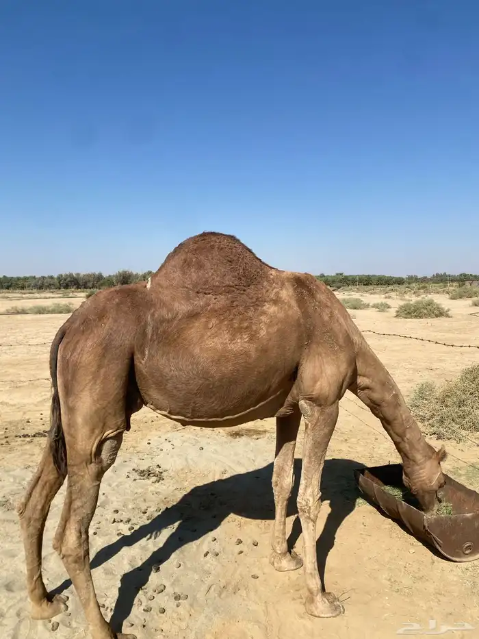 خلفه حمراء ساحليه 6