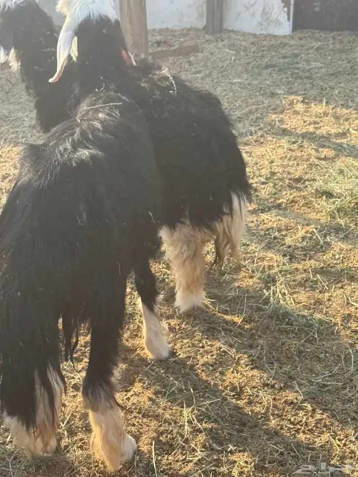 رخال نجديات 2