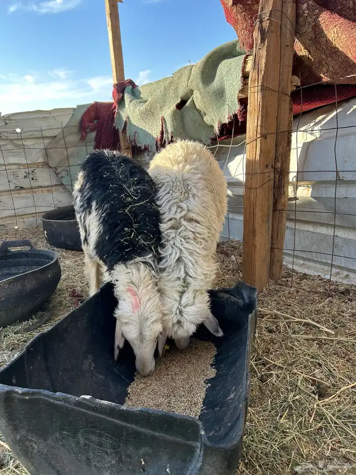 رخال اعمارهن تقريبا فوق ثلاث شهور 1