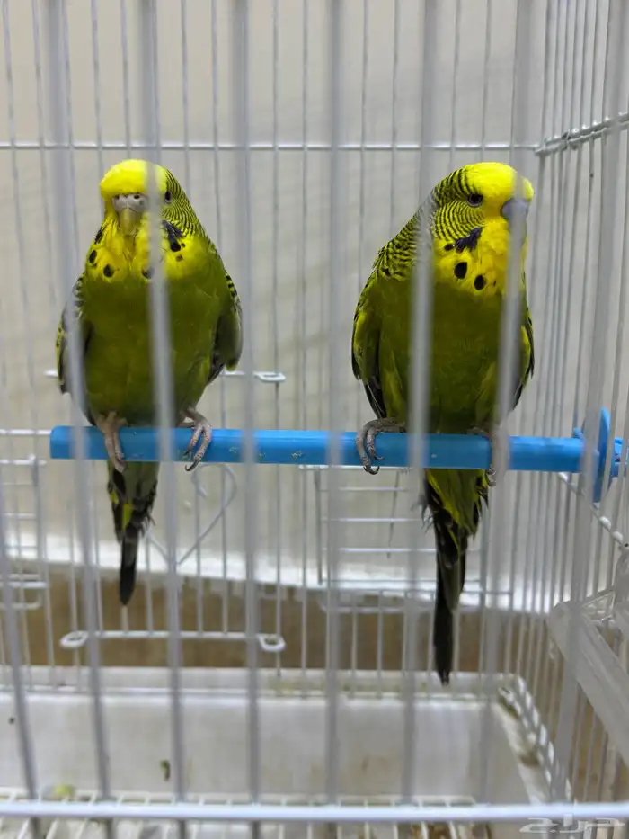 عصافير بادجي للبيع 4