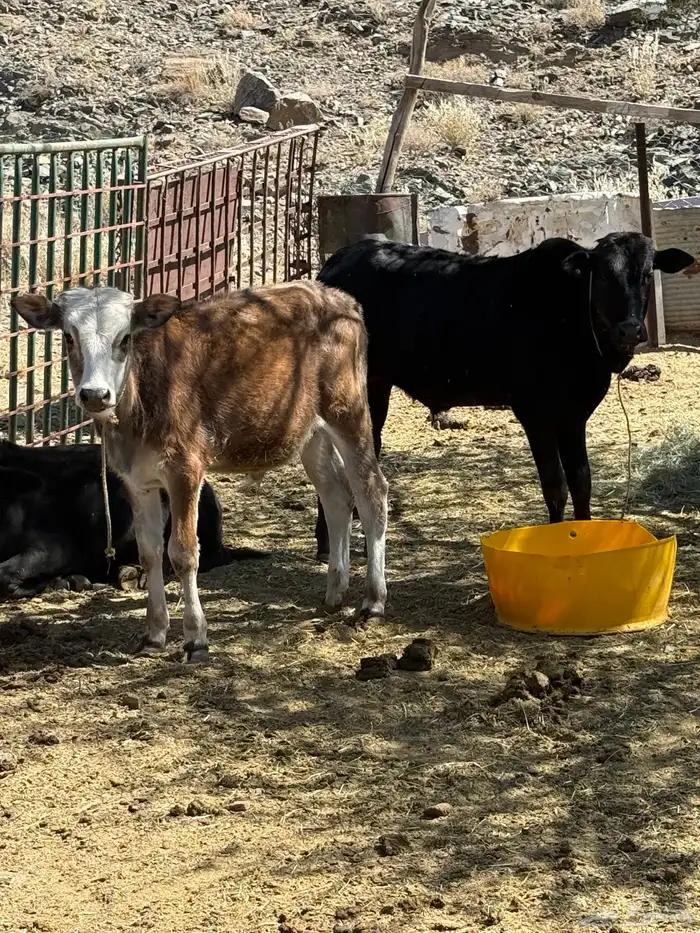 حسلان للبيع 5