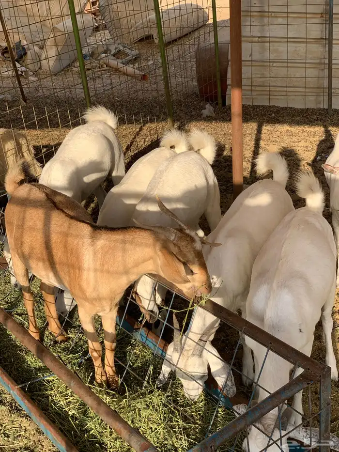 تيوس بلدي نظيف 2