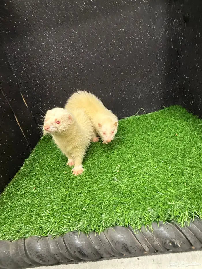 فيرت النمس الأوروبي البينو 1