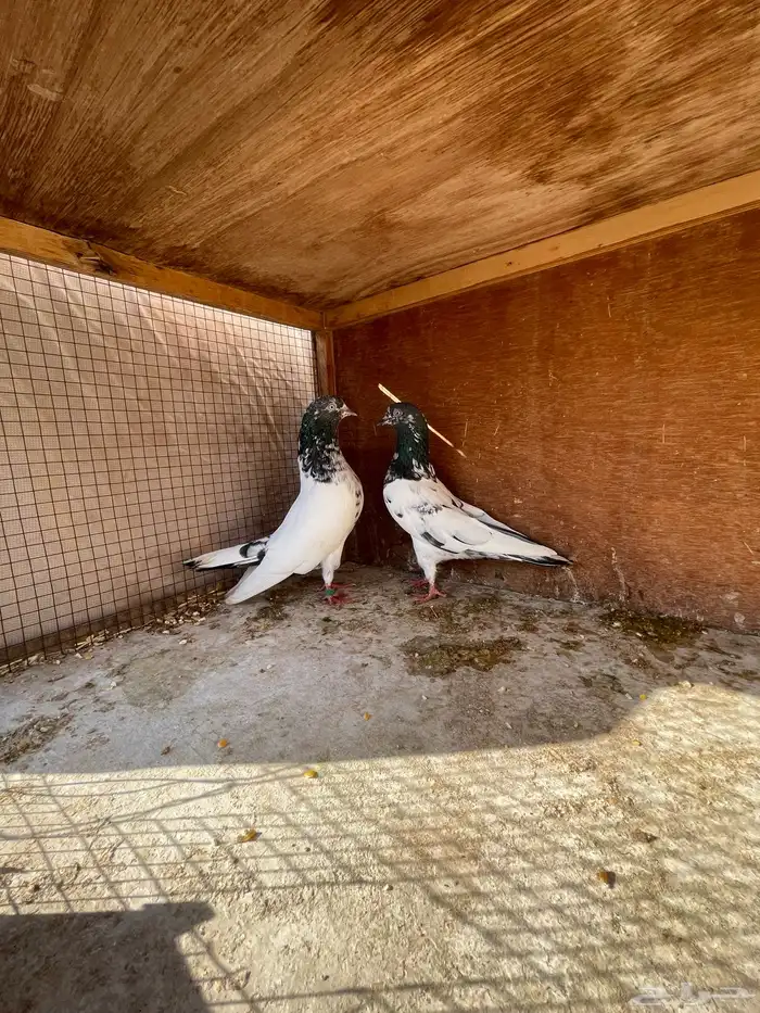 حمام باكستاني منتج 2