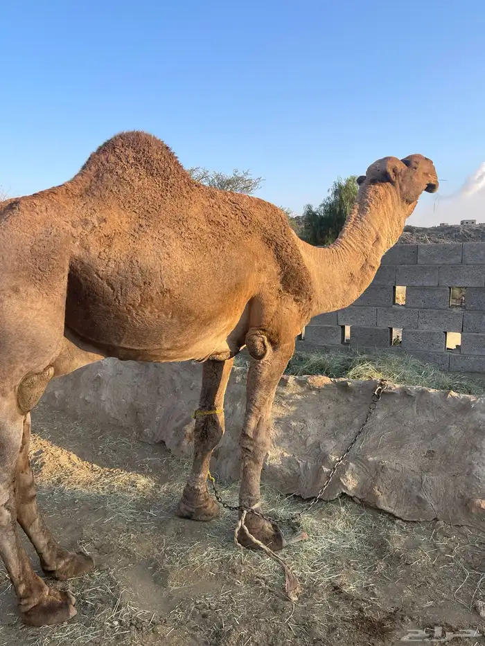 بعير حمر هايج جبر هااايل مشروط 3