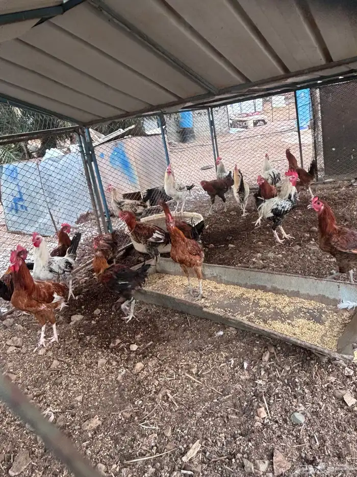 دجاج ديك كله لبيع العدد 20 1