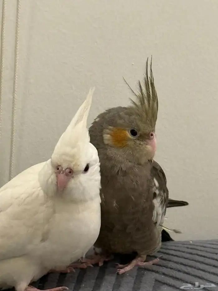 فروخ كروان بداية فطام اليفين جدا 5