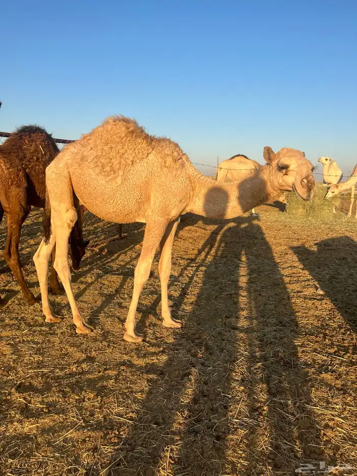 قعدان   حشو   حيران للبيع 3