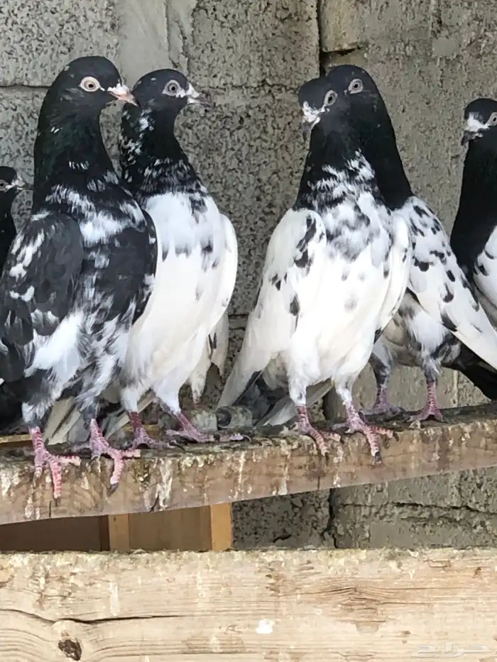 حمام باكستاني تيدي بيور 4