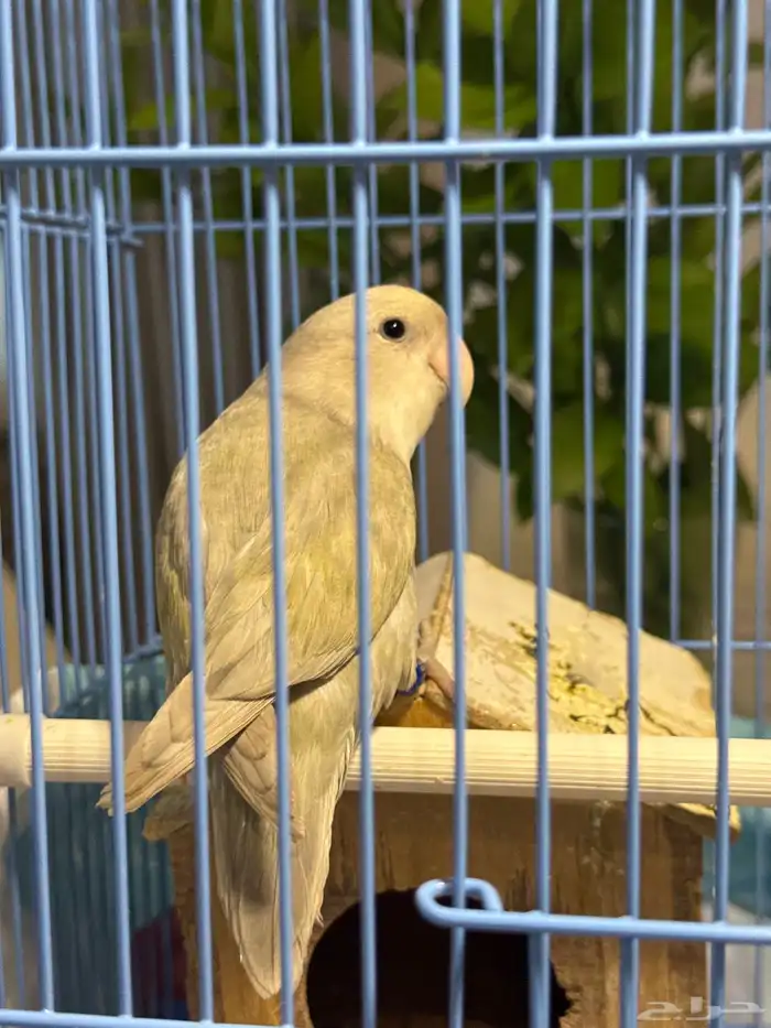 طائر روز للبيع 1