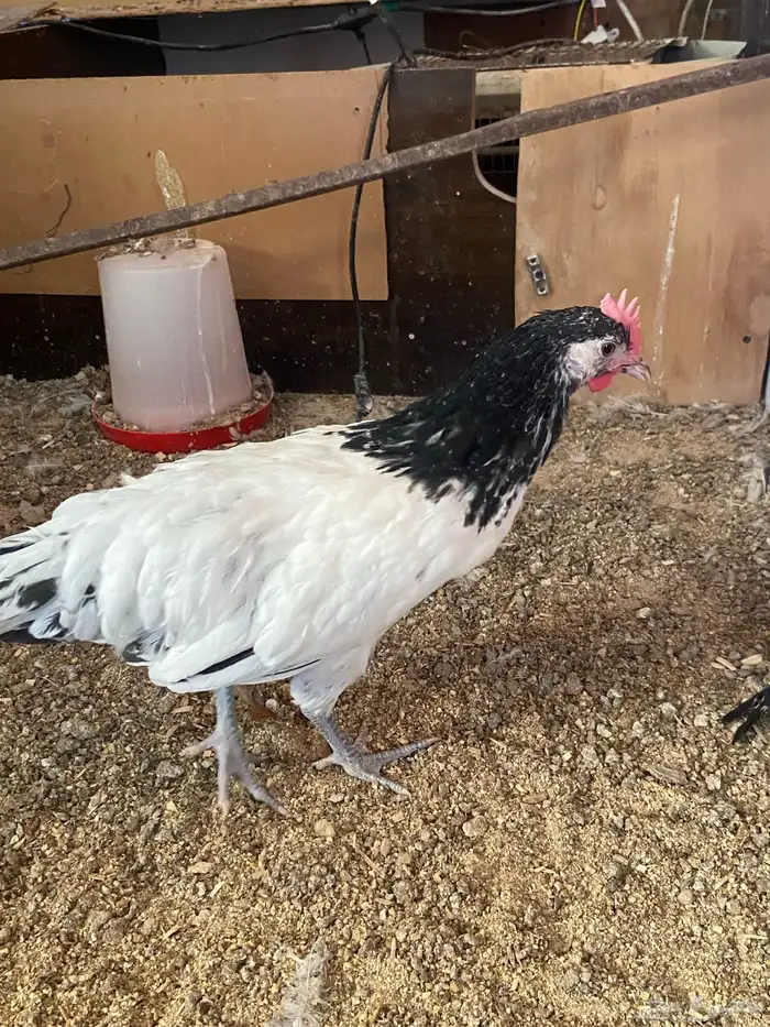 دواجن كلها ديوك زينه لافندر 14