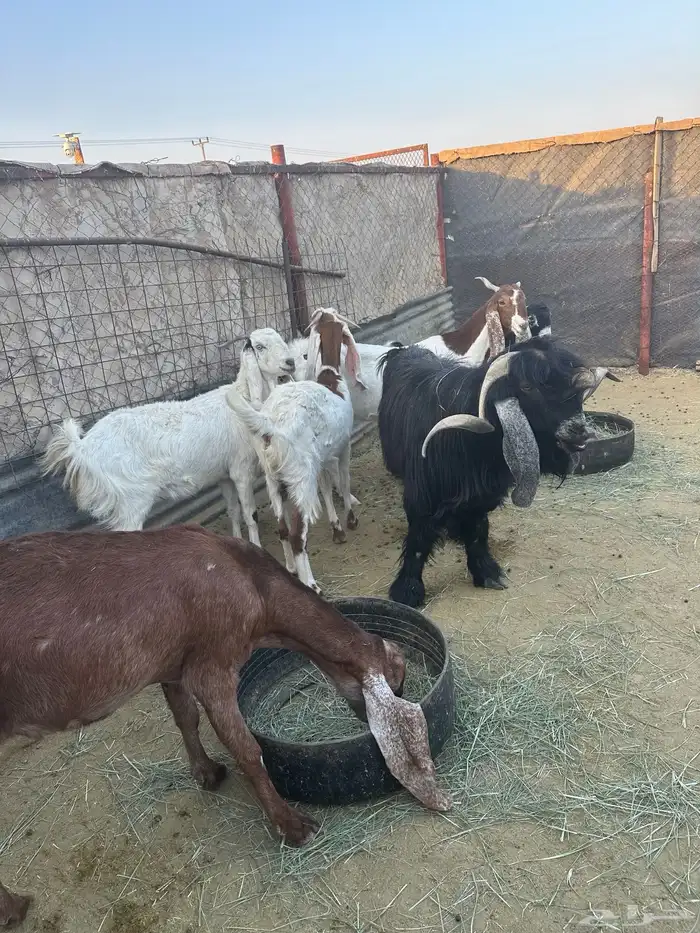 معزاء العدد 5 وتيس تام حار 2