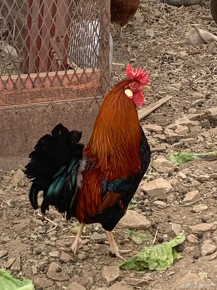 ديك عربي افرق ترثه 2