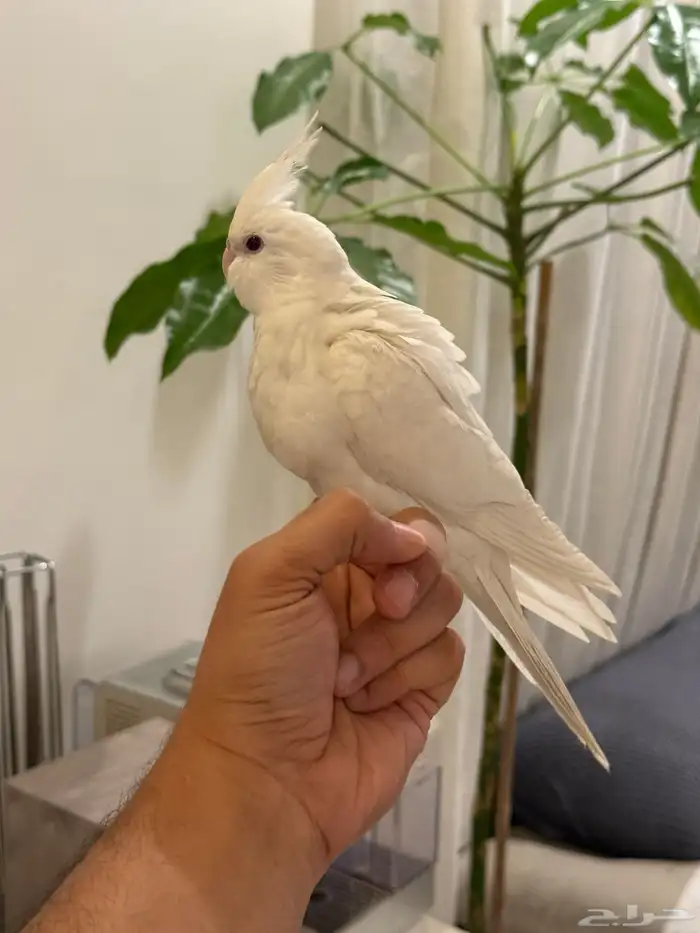 فروخ كروان بداية فطام اليفين جدا 31