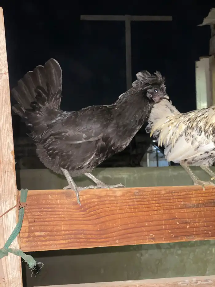 دجاج فارسي للبيع 2