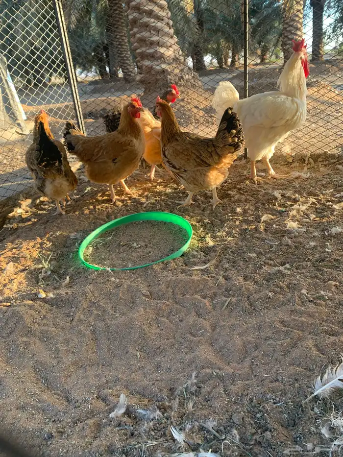 دجاج تركي فاخر 1