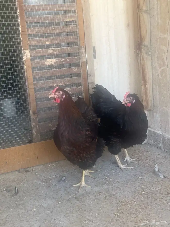 دجاج وايندوايت للبيع 5