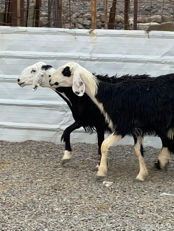 ضان حجريات صنف 16