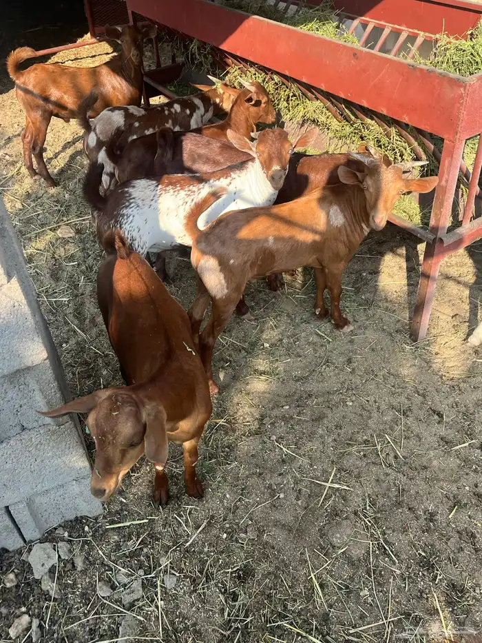 تيوس العدد 14 الحد من. 1100 5