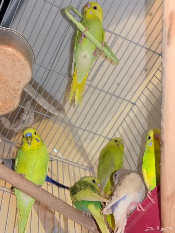 طيور بادجي للبدل بفرخ كروان او فرخ روز 0