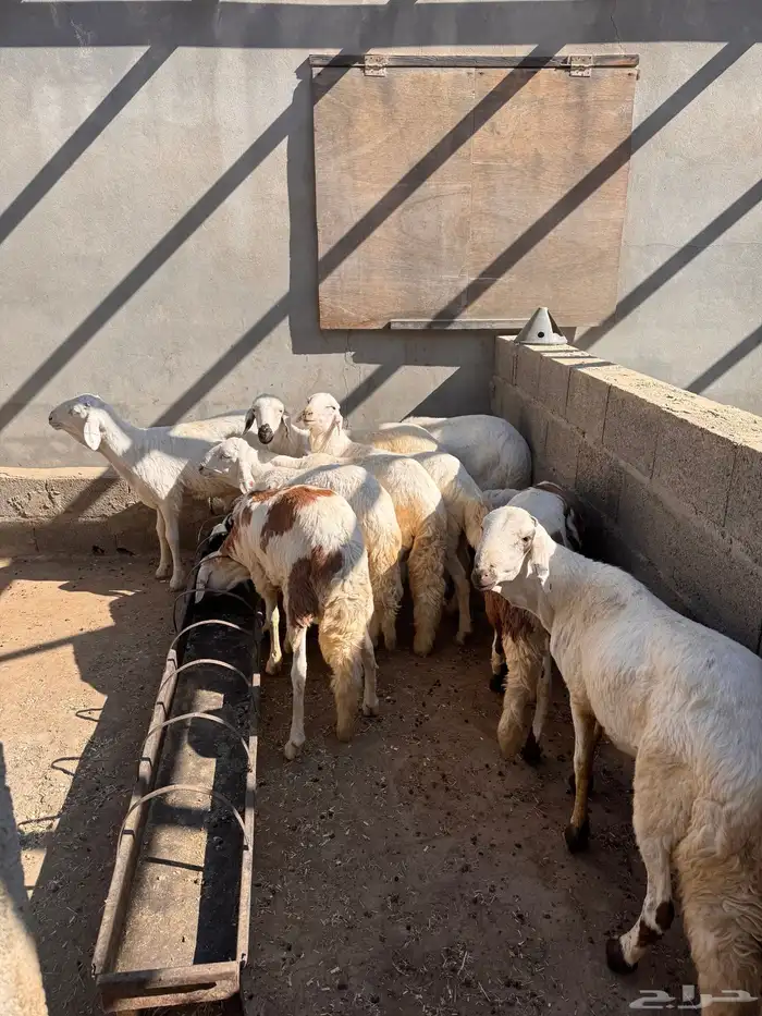 طليان سواكني جذعان 2