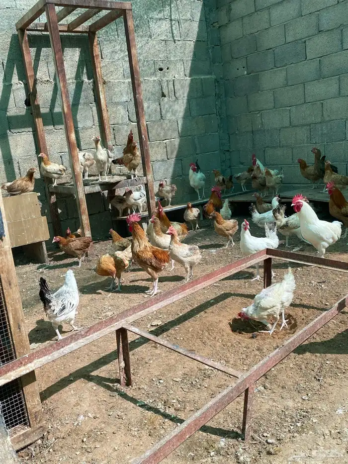 للبيع دجاج بلدي عمر ثمان وتسع شهور تقريبا 5