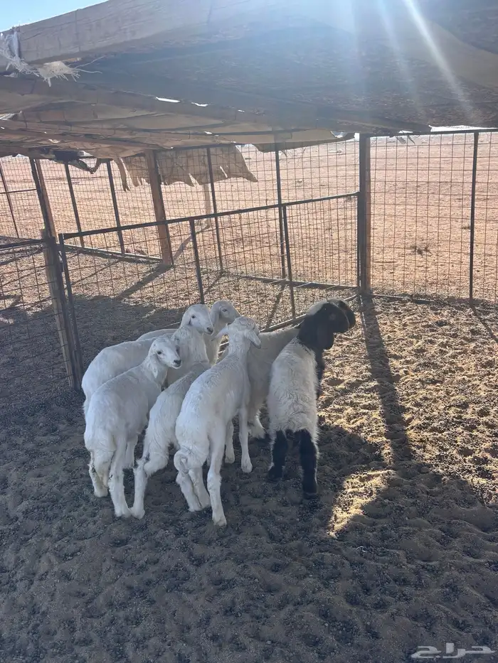 للبيع 7 طليان 2 نعيم خرفان و 5 حريات 3 خرفان و2 رخال 0