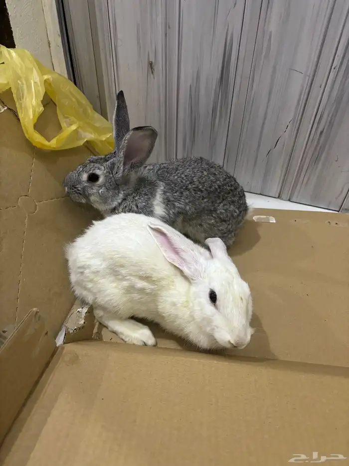 للبيع ارانب البيع مستعجل 1