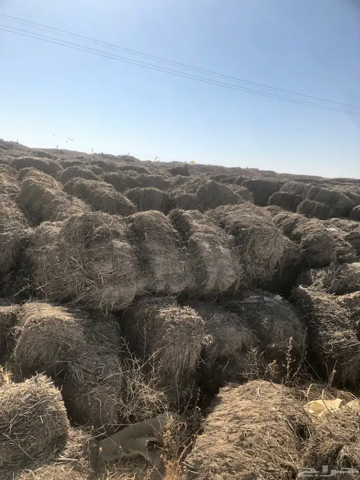 علف بلوبنك صافي حويل 3