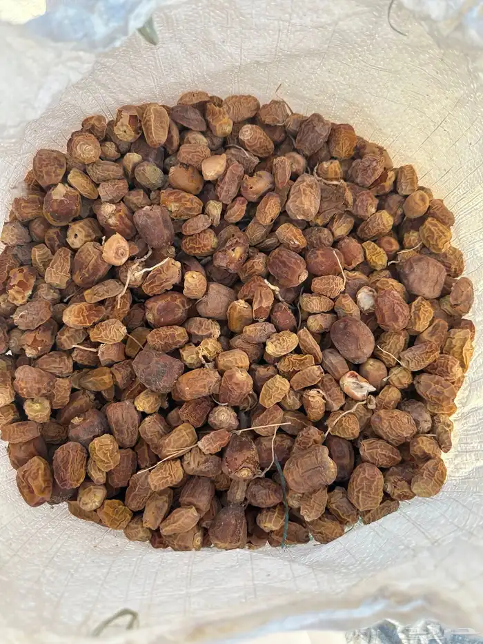 علف تمر ناشف خراف هذه السنه 1