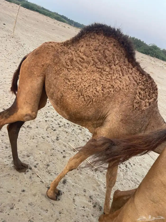 قعود وبكرتين على اللبن للبيع 9