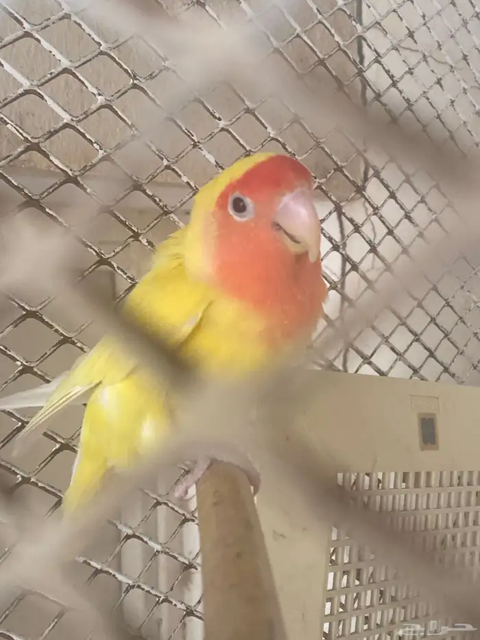 طير روز للبيع انثى 1