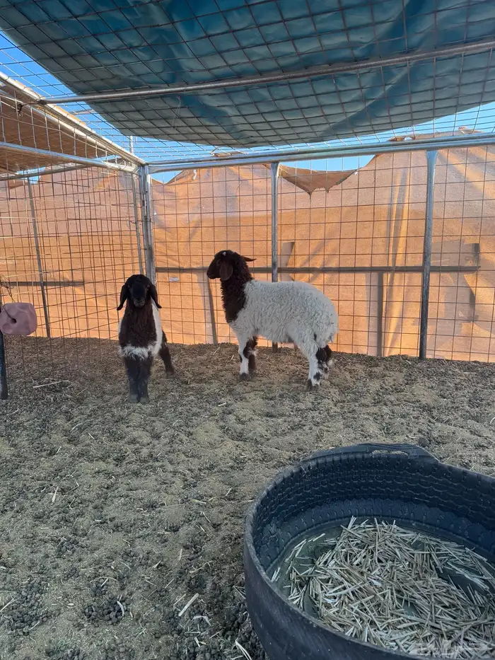 نعيمي متابيع 2