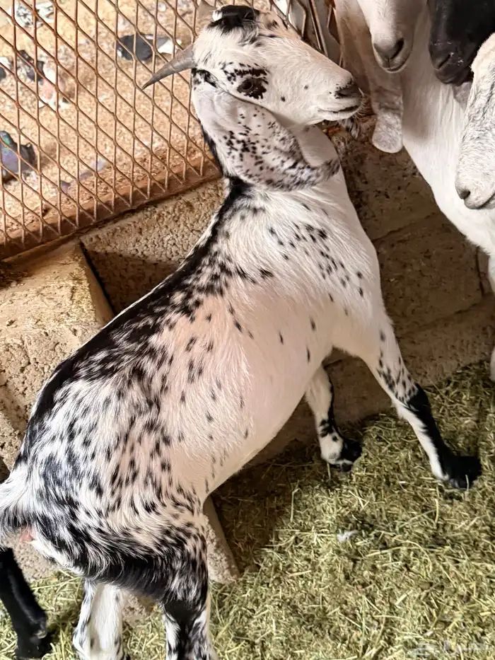 توس مخصاه تربية 5