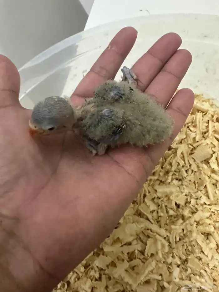 للبيع فيشر غر ب 50 و 70 تم البيع 2