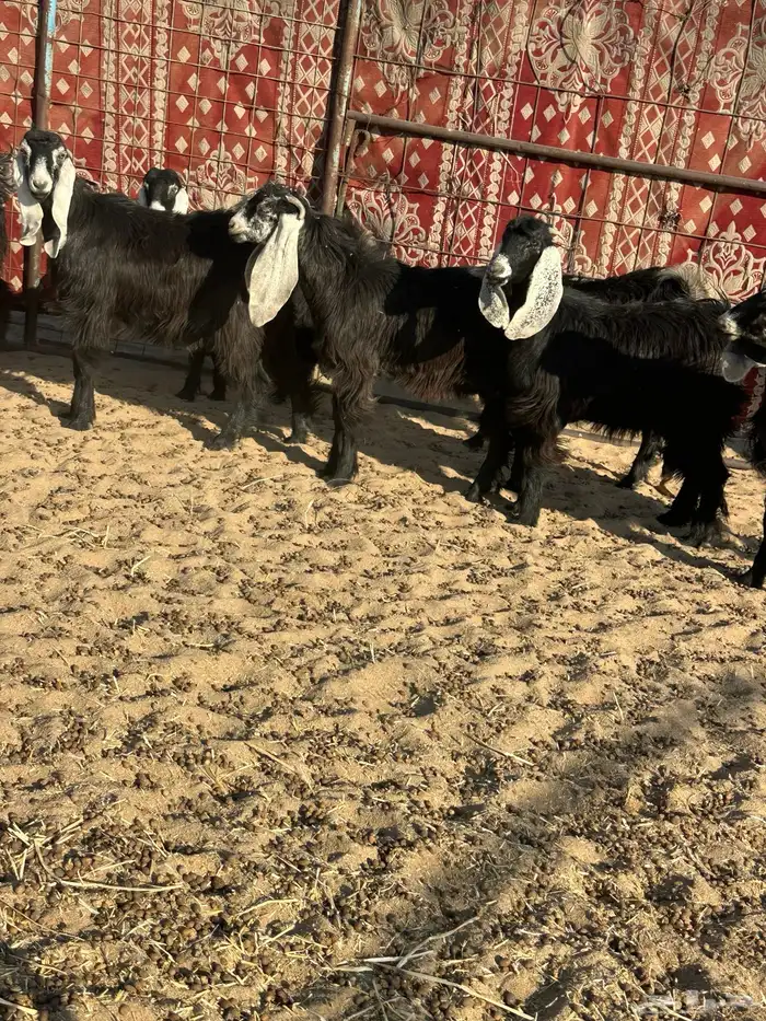 جفرات عوارض 6