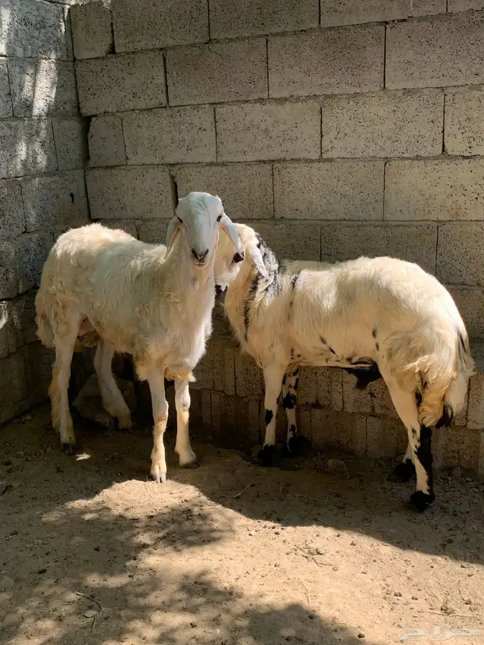 خرفان حري سمان وجبره 1