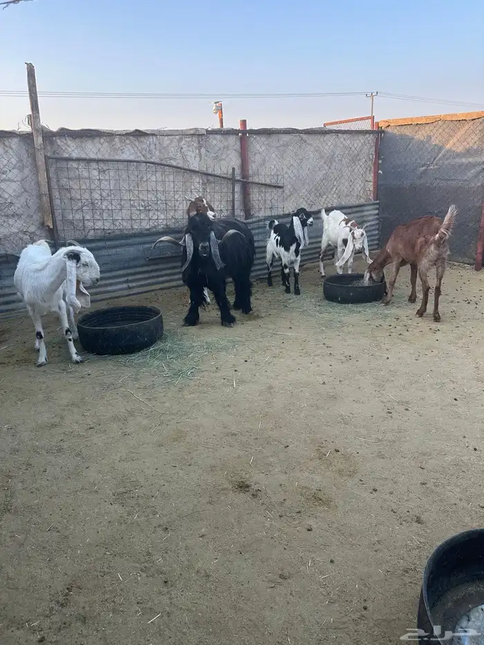 معزاء العدد 5 وتيس تام حار 1