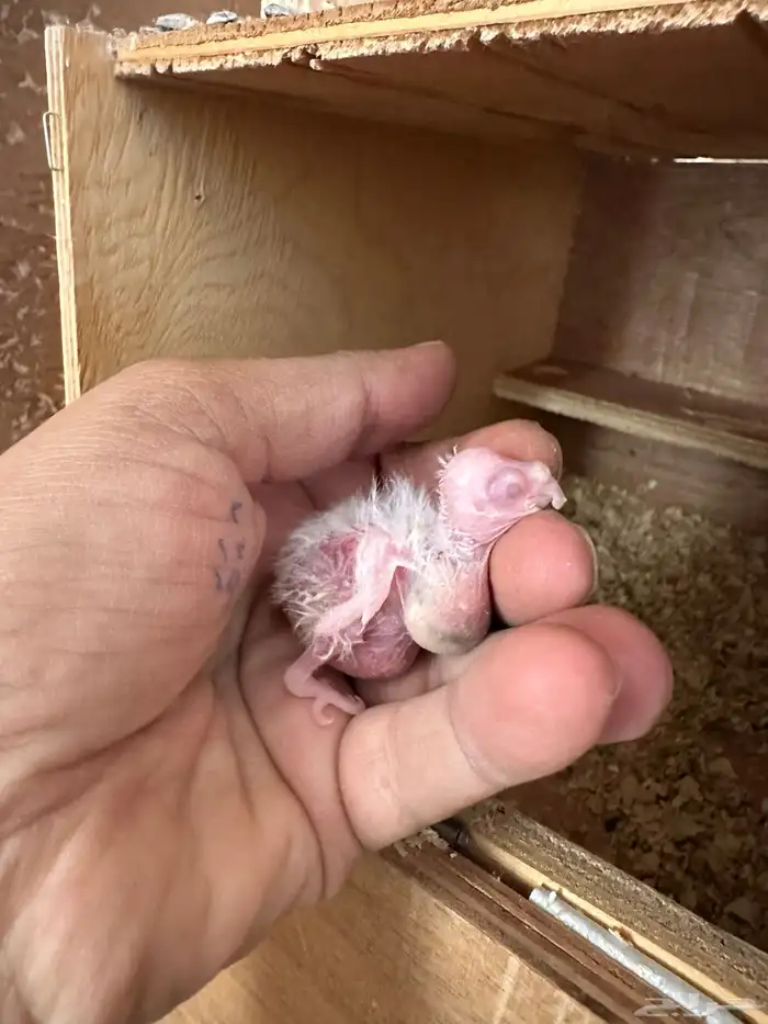 زوج كروان سبلت رسيسف بالفروخ 5