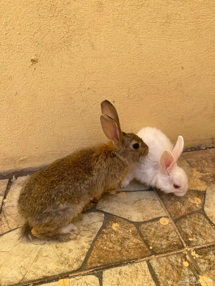 ارانب للبيع. 0