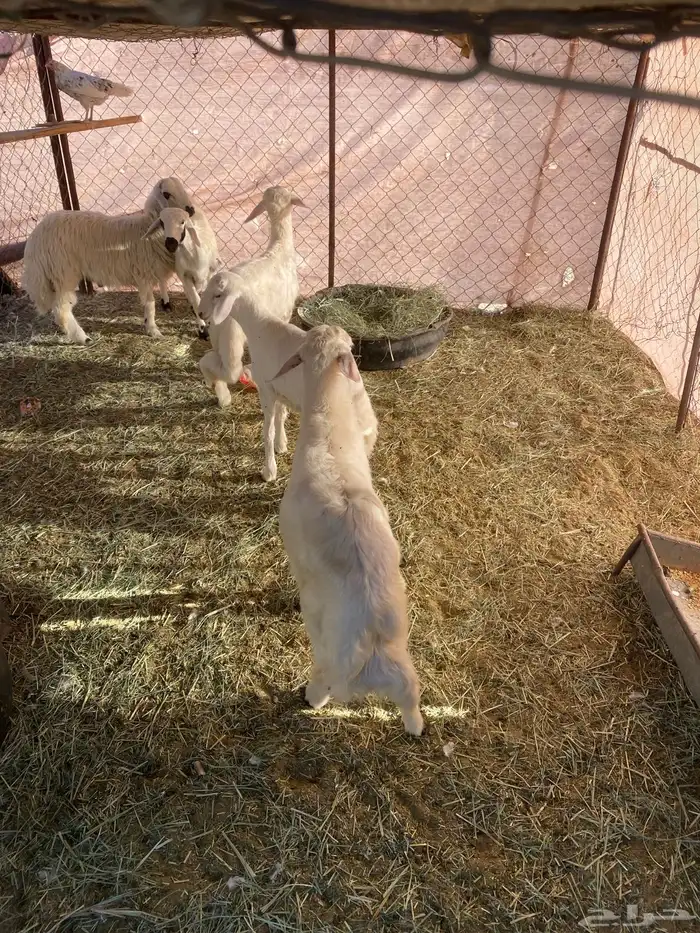 خرفان للبيع 3