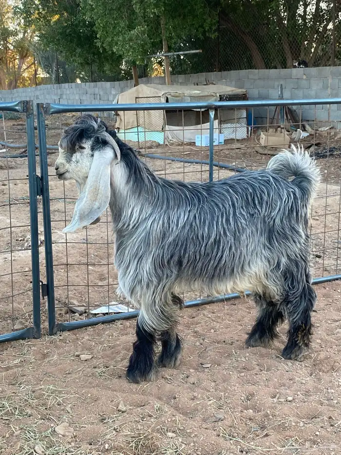 تيس فحل معزا عوارض شهب 3