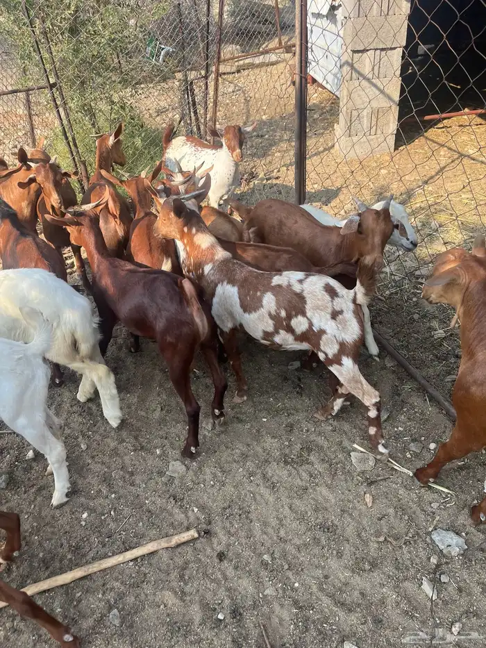 تيوس العدد 14 الحد من. 1100 1