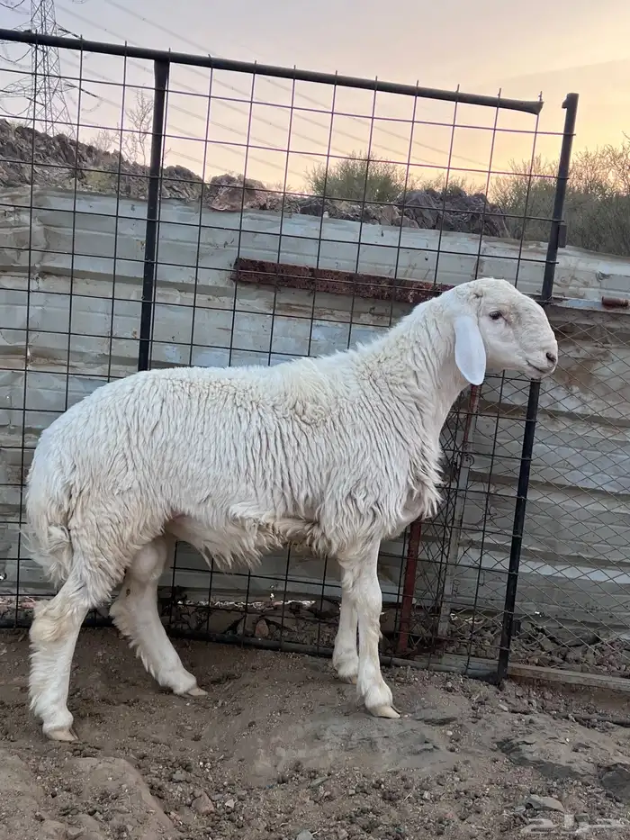 مشاريع فحول توم 0