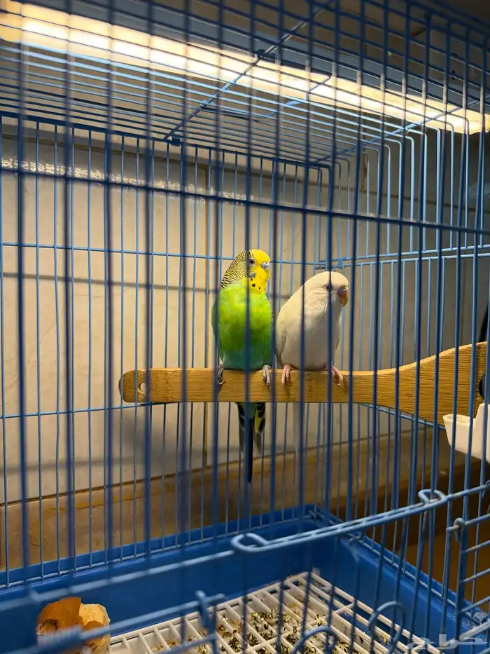 عرض لكم جوز بادجي لون وحجم بطل واليف 2