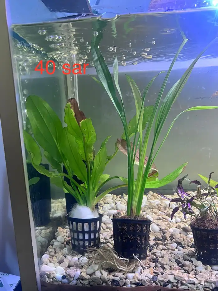 Aquarium plants 0
