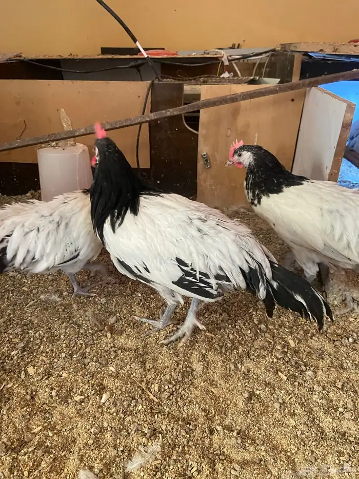 دواجن كلها ديوك زينه لافندر 8