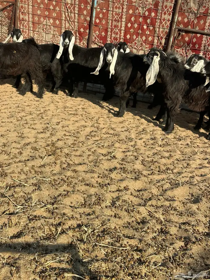 جفرات عوارض 2